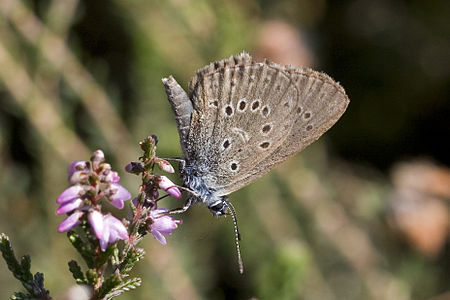 Datei:450px-Glaucopsyche alcon-01 (xndr) kl moorblaeuling.jpg