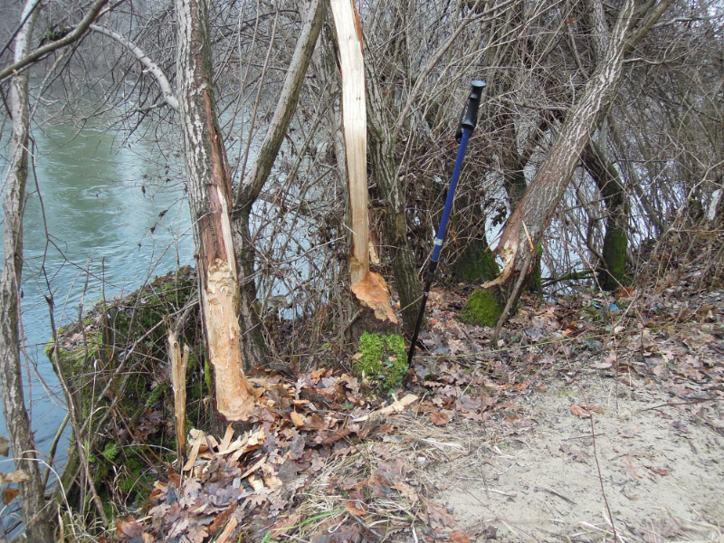 Datei:DSCN2818 11.1.2014 ottenbach reuss biberspuren.jpg