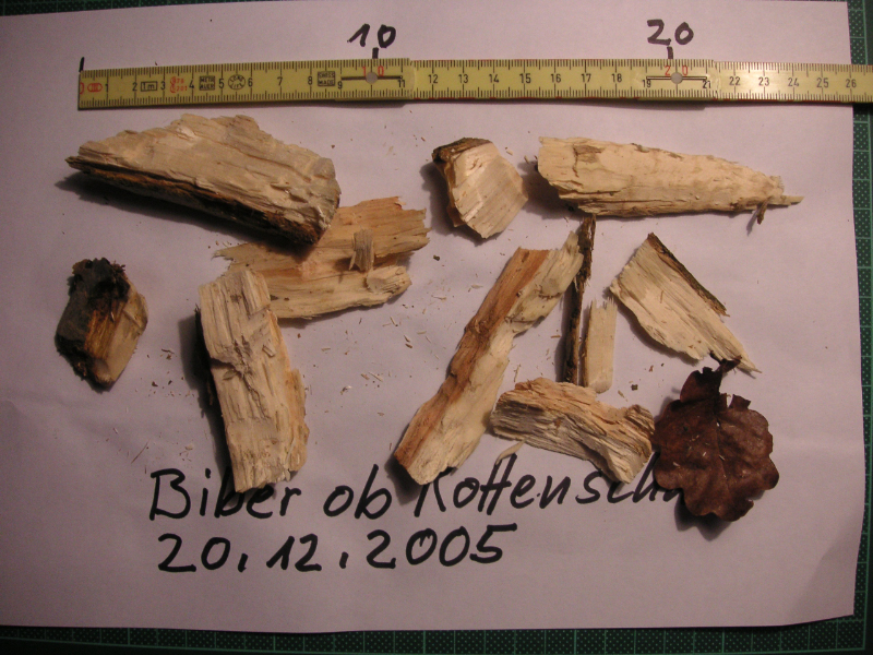 Datei:PICT0043 20.12.2005 biber rottenschwil spähne.jpg