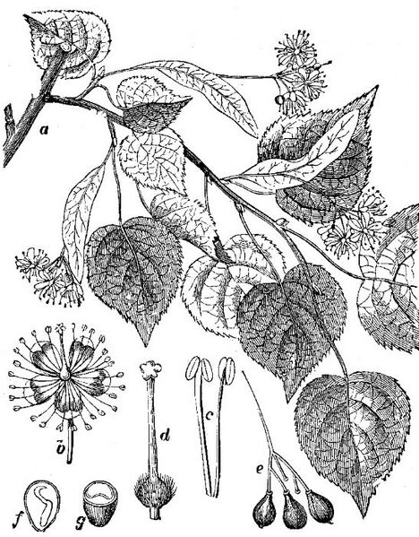 Datei:Sommerlinde botanisch 2.JPG