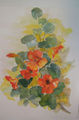 Aquarell "Kapuzinerkresse"
