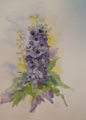 Aquarell "Rittersporn"