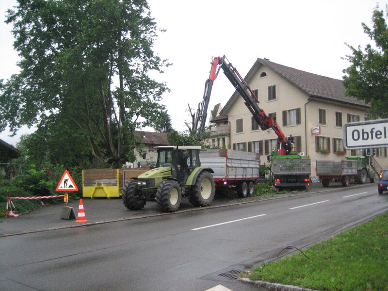 Datei:Rosskastanie 4.jpg