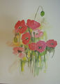 Aquarell "Mohn"
