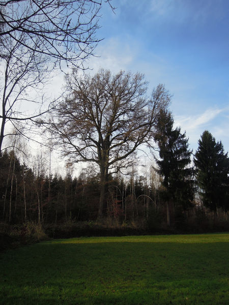 Datei:DSCN8984 Eiche Witenlaach 23.11.2017.jpg