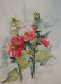 Aquarel "Stockmalve"